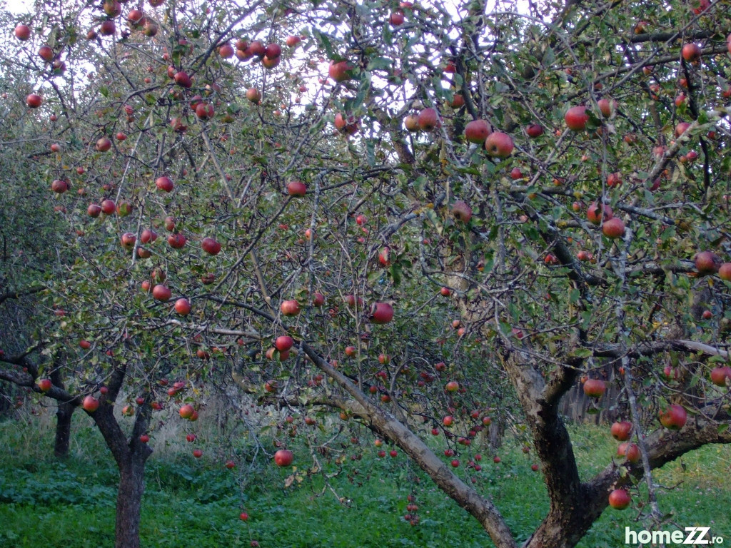 Livadă de meri 12000mp