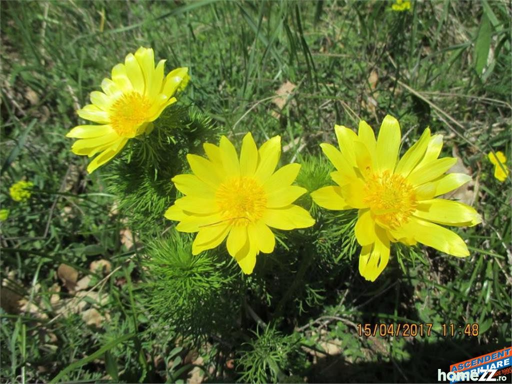 Teren intravilan, 10.000mp,Brasov, Sacele,Electroprecizia