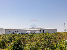 Plantatie de afine la cele mai inalte standarde, de vanzare!