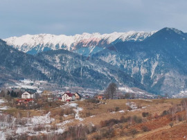 Teren Tohanul Nou 4500mp, in spate Wolf