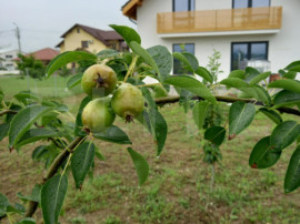 Casa individuala, 155 mp utili, 692 mp teren, Cornesti-Mihai