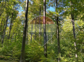 DE V&Acirc;NZARE &ndash; FOND FORESTIER PRIVAT | 100,9 ha | Județ...