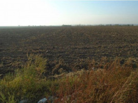 Cota de 5/24 din teren extravilan Carpinis, judetul Timis;