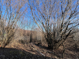 Teren de Vanzare comuna Ciurila