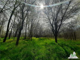 Teren 1274 mp cu livada si casa veche Primarie Bragadiru