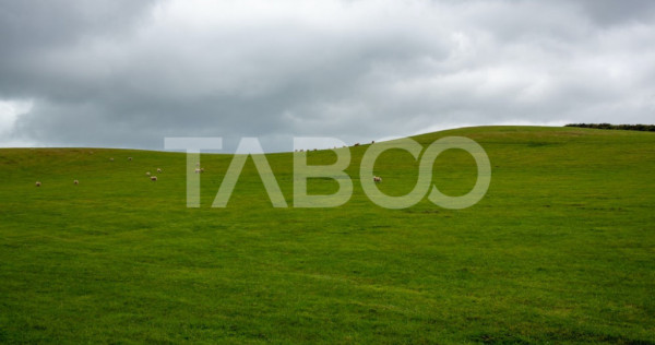 Teren intravilan de vanzare 5.986 mp Selimbar Sibiu