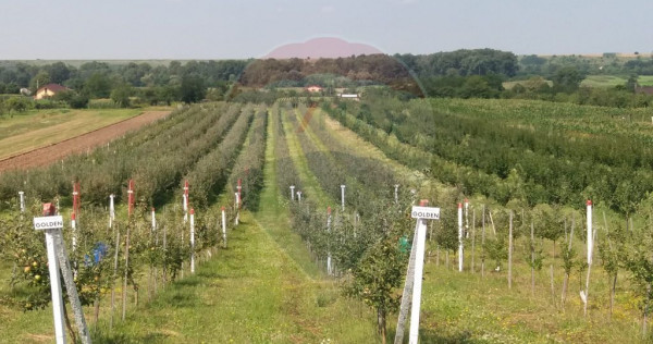 Livada / Ferma pomicola teren Jud.Arges-Izbasesti / DN 142