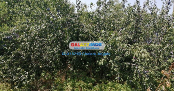 Com. Toporu,jud.Giurgiu,casa batraneasca si teren 2000 mp,ut