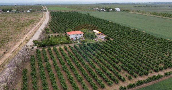 Casă - plantatie aluni 41300mp