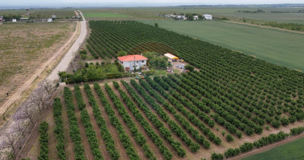 Casă - plantatie aluni 41300mp