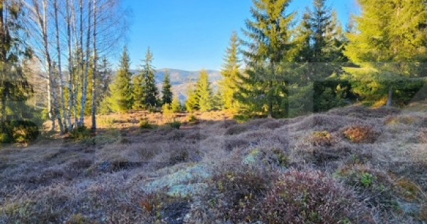 Teren intravilan 3.120 mp – Munții Apuseni, Sohodol (com.