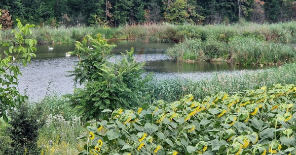 DE VANZARE Teren lac, 4500mp Moara Vlasiei