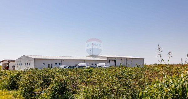 Plantatie de afine la cele mai inalte standarde, de vanzare!