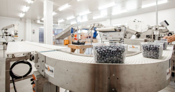 Plantatie de afine la cele mai inalte standarde, de vanzare!