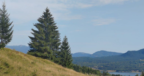 Teren Colibita - 2 hectare - acces direct din drumul 173 D