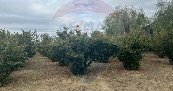 Teren 1300mp Campineanca / Intrare din Strada Hotarului