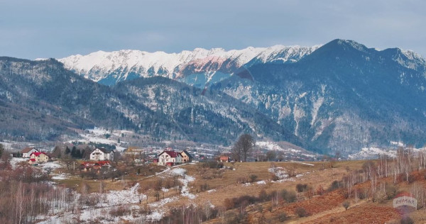 Teren Tohanul Nou 4500mp, in spate Wolf