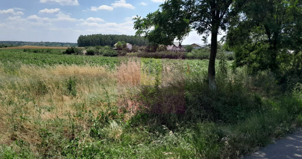 DE VANZARE 2 LOTURI LIPITE (TOTAL 16.500 MP) IN SAT TEISO...