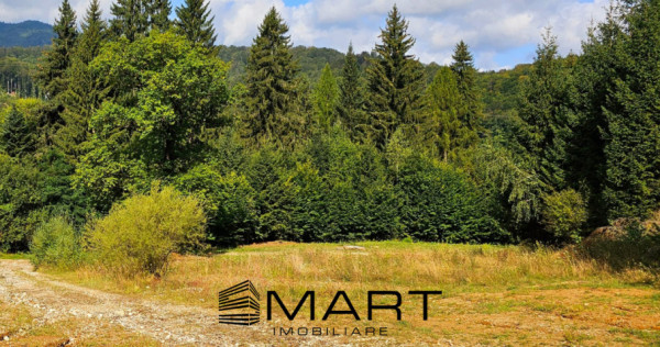 Teren 550 mp Dambul Morii