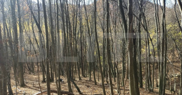Teren extravilan de vanzare, 3.5 ha padure + pasune in Comun