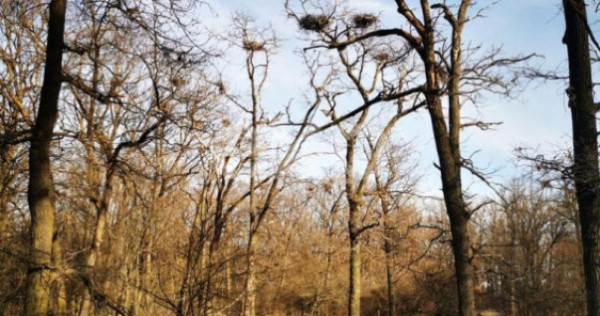 20 Ha Padure stejar la 10 km de Pitești