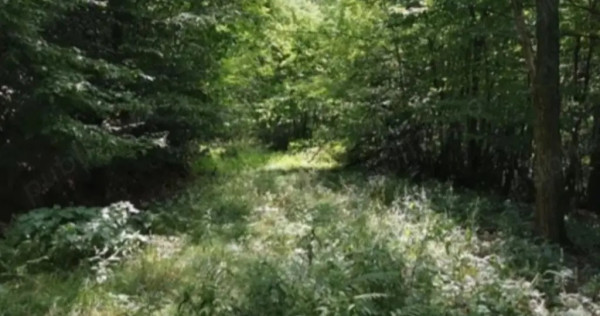 V&acirc;nd pădure Moneasa