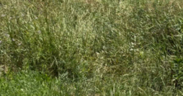 Teren intravilan arabil, 1282 mp, zona Pielești