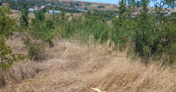 Teren intravilan, 10000 mp, zona Mlecanesti