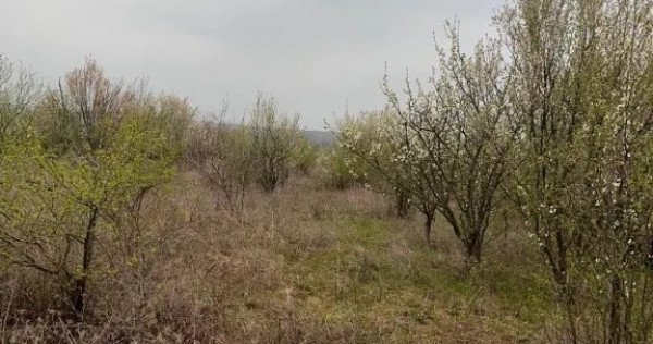 V&acirc;nd Teren comuna Pischia sat Bececu de jos