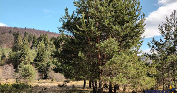 Teren cu ape curgatoare, in zona de poveste, Zarnesti