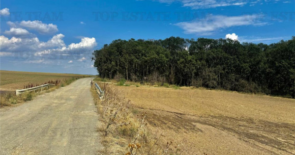 Calarasi / Frumusani/ Teren de lotizat la padure cu utilita