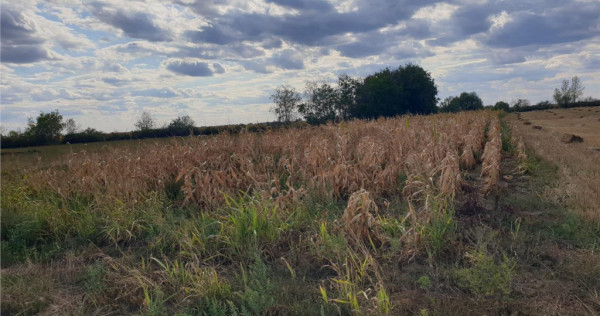 Teren extravilan in Santion