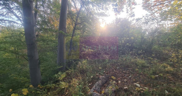 Teren intravilan de vanzare in Telega