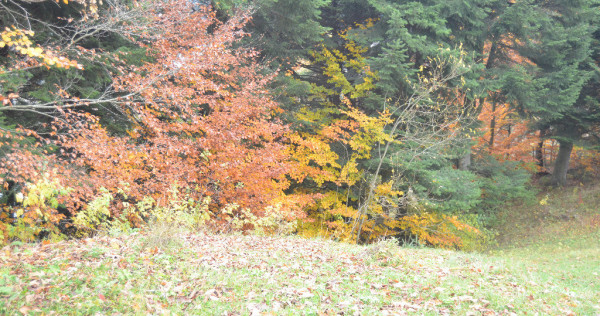Busteni-Teren intravilan situat in Valea Alba in apropiere de partie
