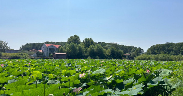 Teren de Vis pe malul lacului Snagov / 4000 mp in inima Natu