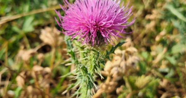 Teren intravilan 1600 mp,asfalt, strazii front 16 m la Dumitru Mocanu