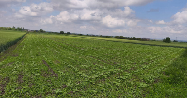 Teren intravilan, zona Scruntari, 8700mp, 30ml front stradal