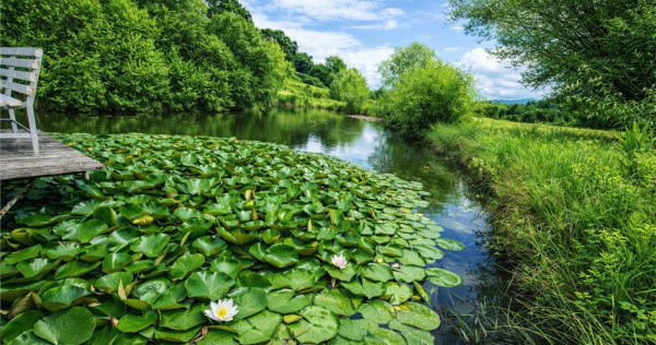 Rafinament in cartier linistit, pe 30.000 mp teren paradis,