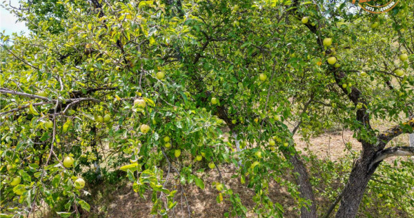 FILM! Confortabila ariere, 4.500 mp, arbori roditori, Sancra