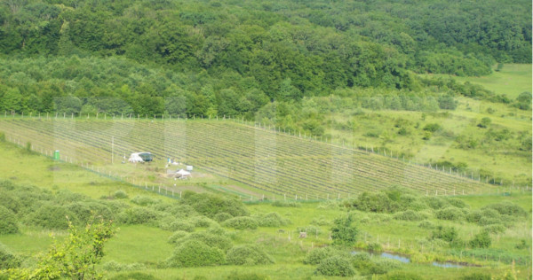 Afacere la Cheie: Plantație Afine BIO &ndash; 1.93 Ha &ndash; Profi