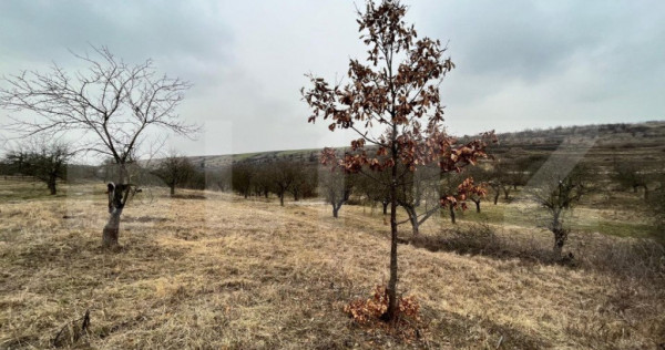 Teren 5.613 mp, zona de padure si livezi, Breasta/Predesti