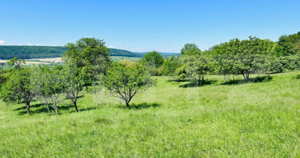 Teren 4879 mp, langa padure, zona Dobrovat