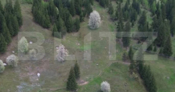 Teren intravilan si extravilan 23.000 mp, front 150 ml, Sad