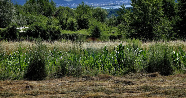 Teren 680mp Viisoara / Strada Primaverii