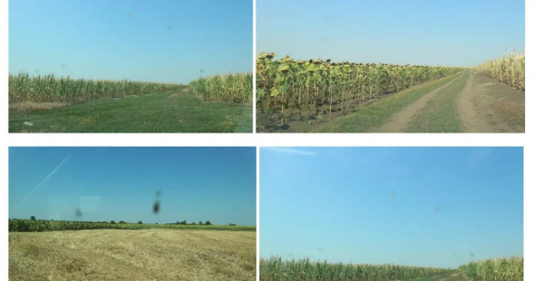Terenuri extravilane arabile &ndash; Com. Becicherecu Mic, jud. Timis