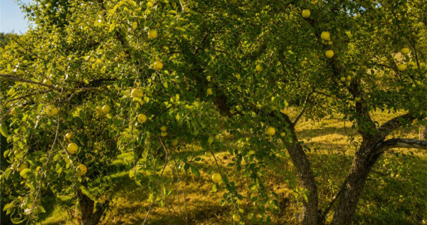 FILM! Confortabila ariere, 4.500 mp, arbori roditori, Sancra