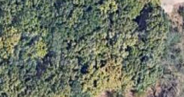 Teren intravilan 6.000 mp | Parcelabil | Teren plan | Padure