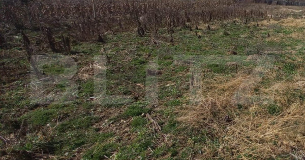 Teren intravilan 1200mp,intre pasarela si Viisoara