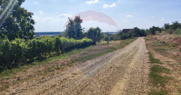 Loc de casa si teren cultivat cu vita de vie 1,28 Ha Sant...