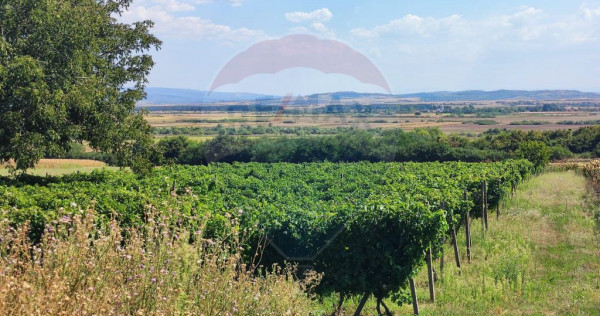 Loc de casa si teren cultivat cu vita de vie 1,28 Ha Sant...